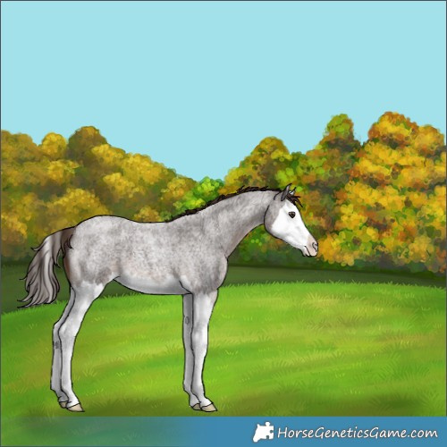Horse Color:Liver Red Roan Splash 
