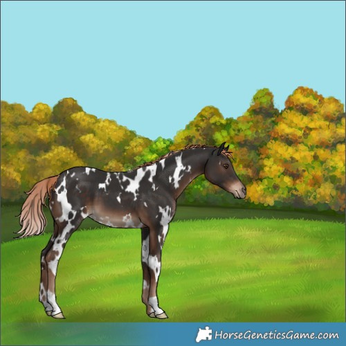 Horse Color:White Spotted Liver Chestnut 