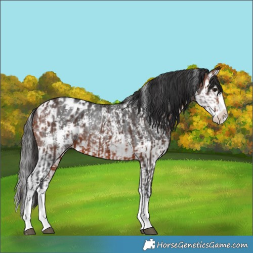 Horse Color:Brown Sabino Splash Appaloosa  and Brown Sabino Splash Appaloosa Rabicano 