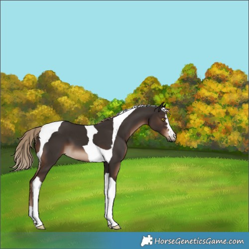 Horse Color:Liver Chestnut Tobiano 