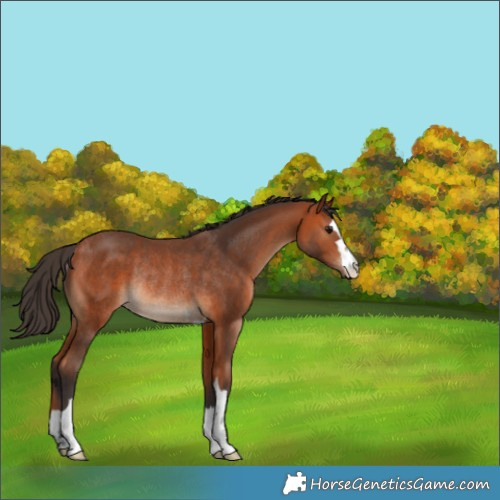 Horse Color:Bay Rabicano 