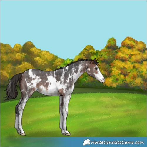 Horse Color:White Spotted Bay Sabino 