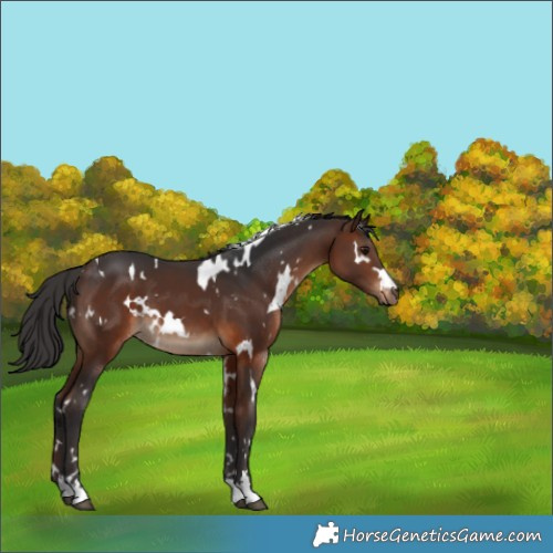 Horse Color:White Spotted Brown 