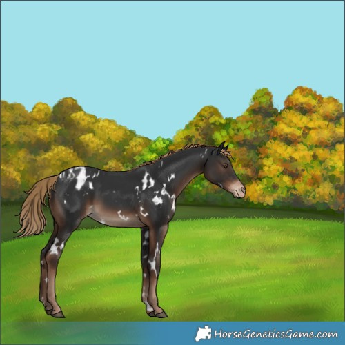Horse Color:White Spotted Liver Chestnut Varnish 