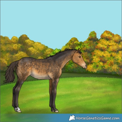 Horse Color:Buckskin 