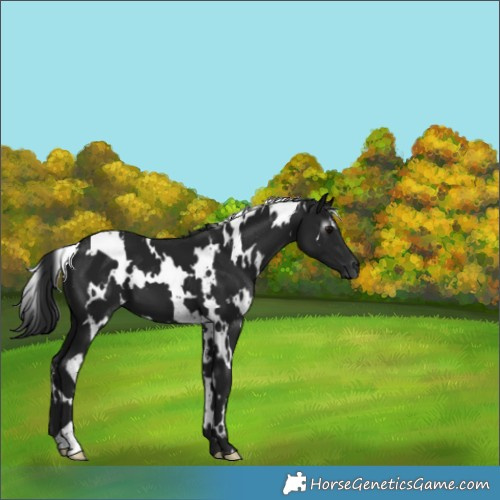 Horse Color:Gray White Spotted Black 