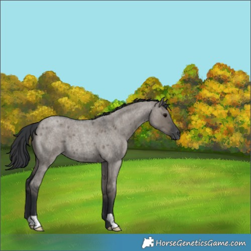 Horse Color:Grullo Roan 