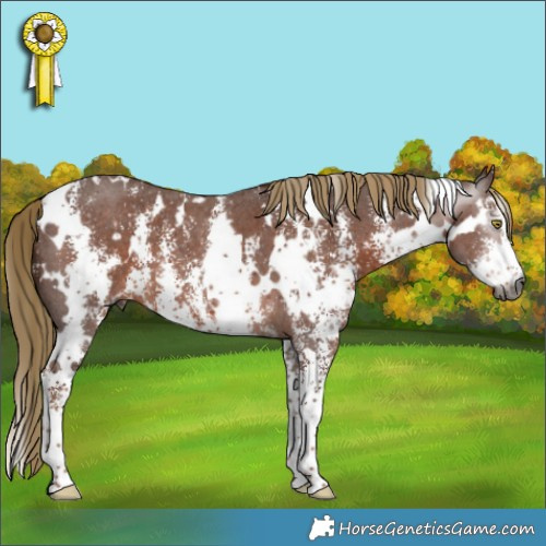 Horse Color:Gray White Spotted Chestnut Sabino 