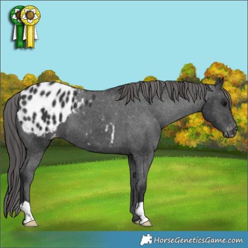 Horse Color:Black Appaloosa 