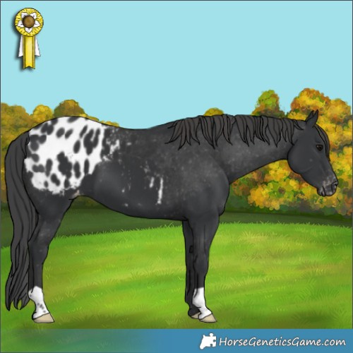 Horse Color:Black Appaloosa 
