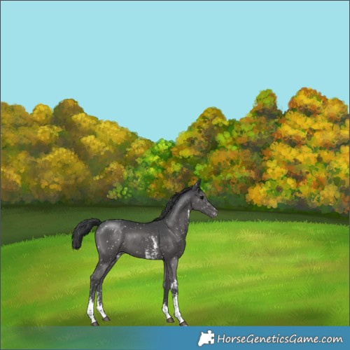 Horse Color:Black Sabino Tobiano Appaloosa 