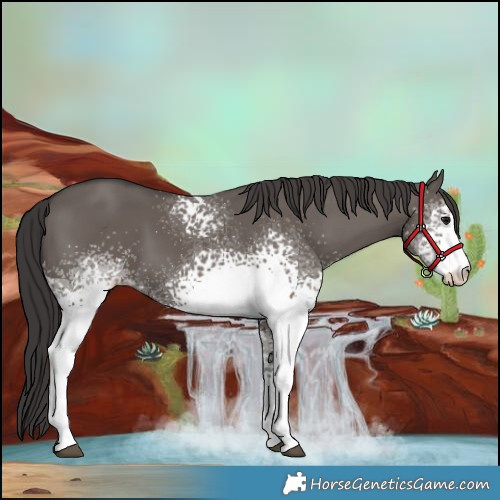 Horse Color:White Spotted Smoky Grullo 