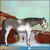 Horse Color:White Spotted Smoky Grullo