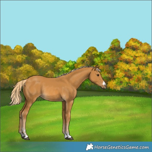 Horse Color:Palomino Rabicano 