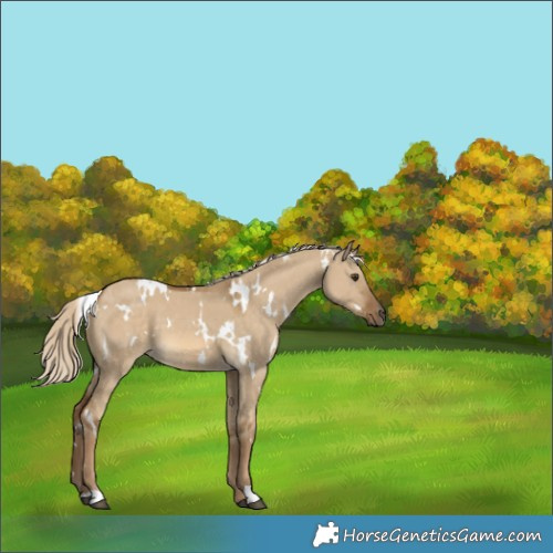 Horse Color:White Spotted Chocolate Palomino Dun 
