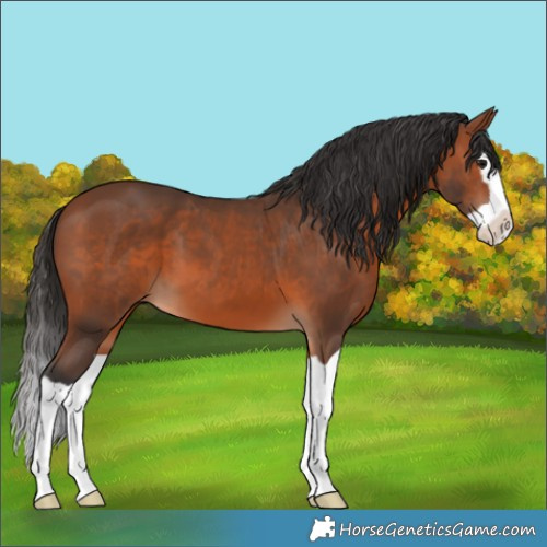 Horse Color:Bay Splash