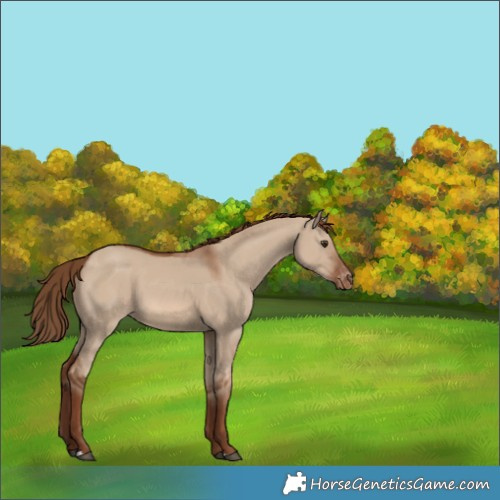 Horse Color:Red Dun Appaloosa 