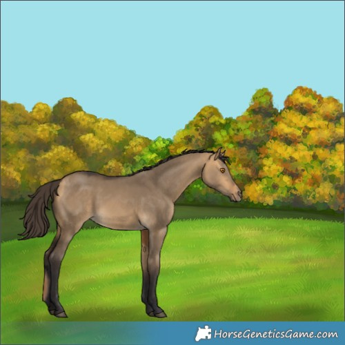 Horse Color:Buckskin Dun 