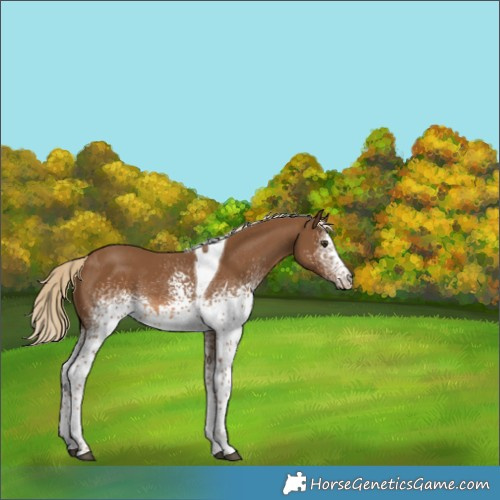Horse Color:White Spotted Chocolate Palomino Tobiano Rabicano 