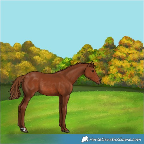 Horse Color:Chestnut Rabicano 