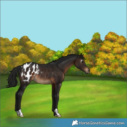 Horse Color:Gray Brown Appaloosa Rabicano 