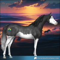 Horse Color:Black Splash Rabicano 