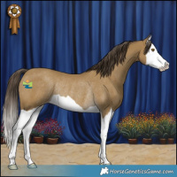Horse Color:Classic Cream Champagne Splash Rabicano 