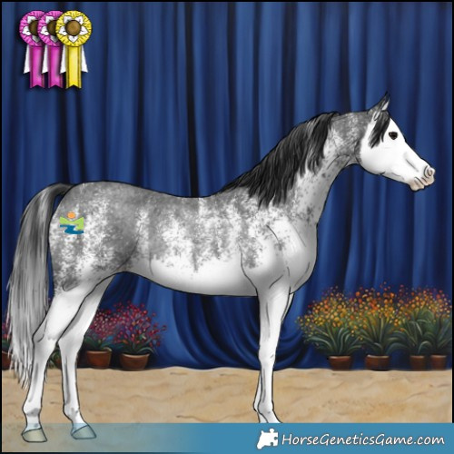 Horse Color:White Spotted Blue Roan Splash Rabicano 
