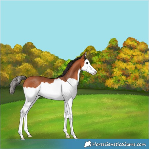 Horse Color:Bay Splash Rabicano