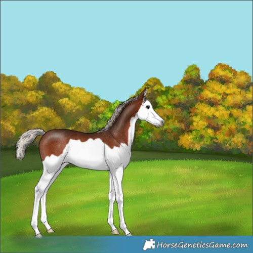 Horse Color:Gray Silver Bay Splash Rabicano 
