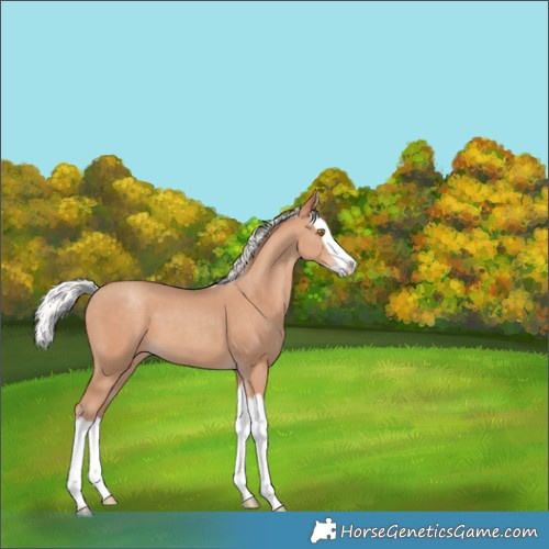 Horse Color:Silver Classic Champagne Splash