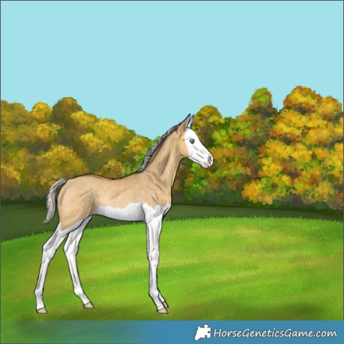 Horse Color:Silver Amber Cream Champagne Dun Splash Rabicano