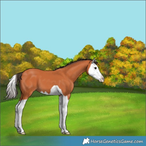 Horse Color:Bay Splash