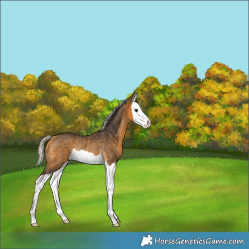 Horse Color:Silver Buckskin Splash Rabicano 