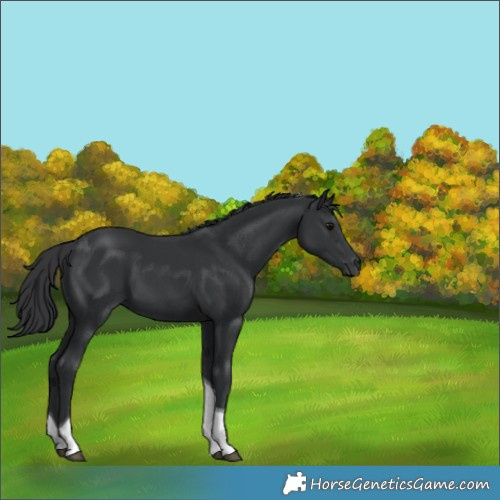 Horse Color:Black Tobiano 
