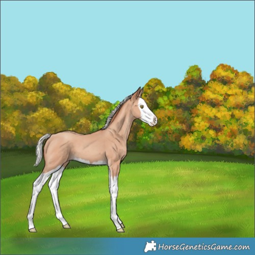 Horse Color:Silver Amber Champagne Splash