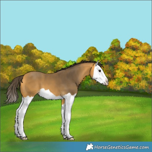 Horse Color:Buckskin Splash