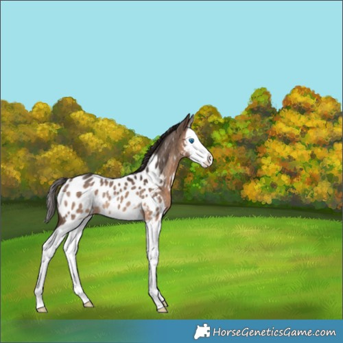 Horse Color:Brown Dun Splash Appaloosa Rabicano