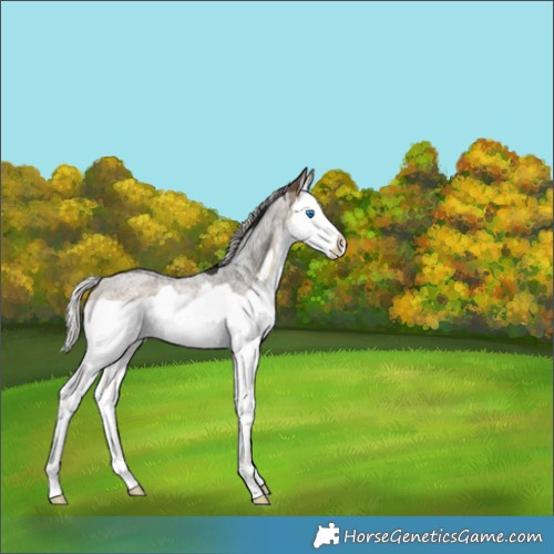 Horse Color:Silver Buckskin Roan Splash Frame Rabicano 