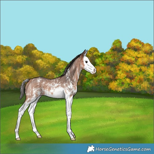 Horse Color:Bay Sabino Splash 