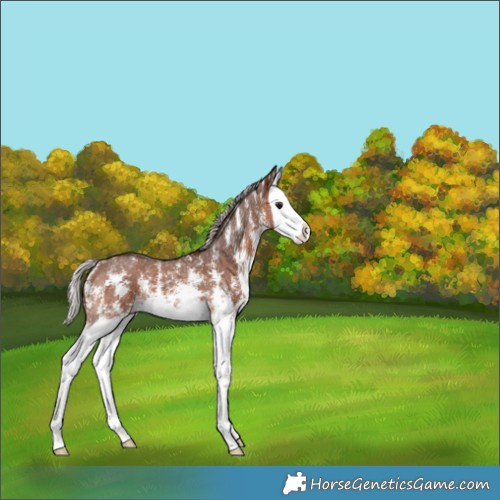 Horse Color:Silver Bay Sabino Splash 