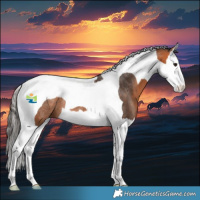 Horse Color:Bay Splash Tobiano Rabicano 