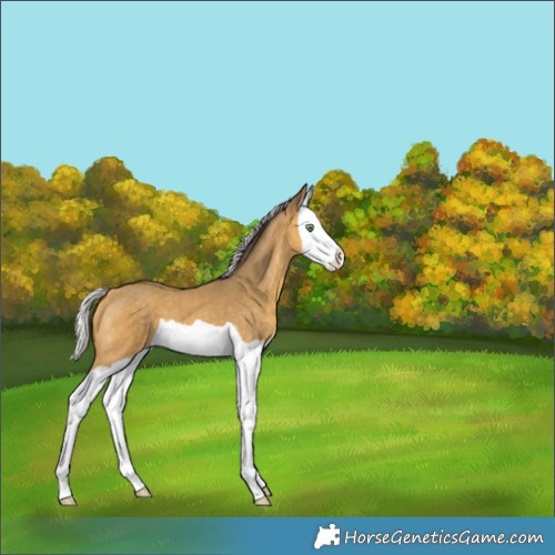 Horse Color:Silver Sable Cream Champagne Splash 