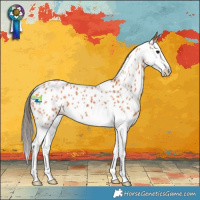 Horse Color:Bay Sabino Splash Near Leopard 