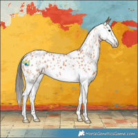 Horse Color:Bay Sabino Splash Near Leopard 