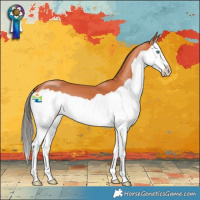 Horse Color:Bay Splash 