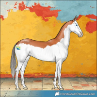 Horse Color:Bay Splash 