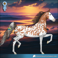 Horse Color:Bay Sabino Splash Appaloosa 