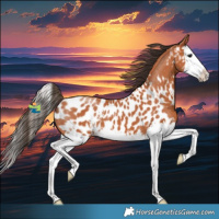 Horse Color:Bay Sabino Splash Appaloosa