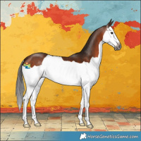 Horse Color:Gray Bay Splash 